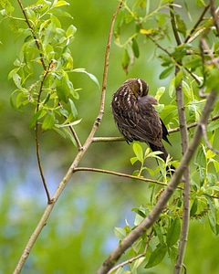 Bouquet sparrow whereas