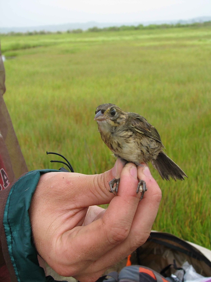 Bird hand sparrow