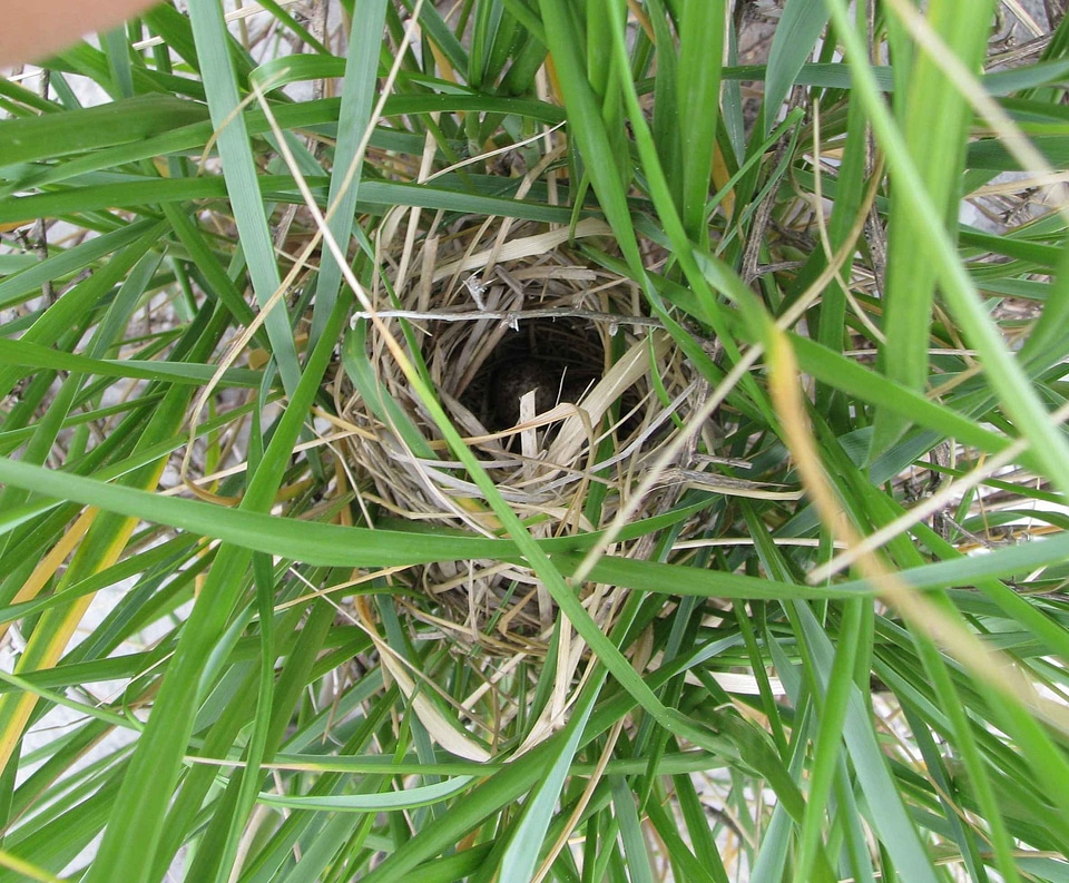 Nest phylum sparrow