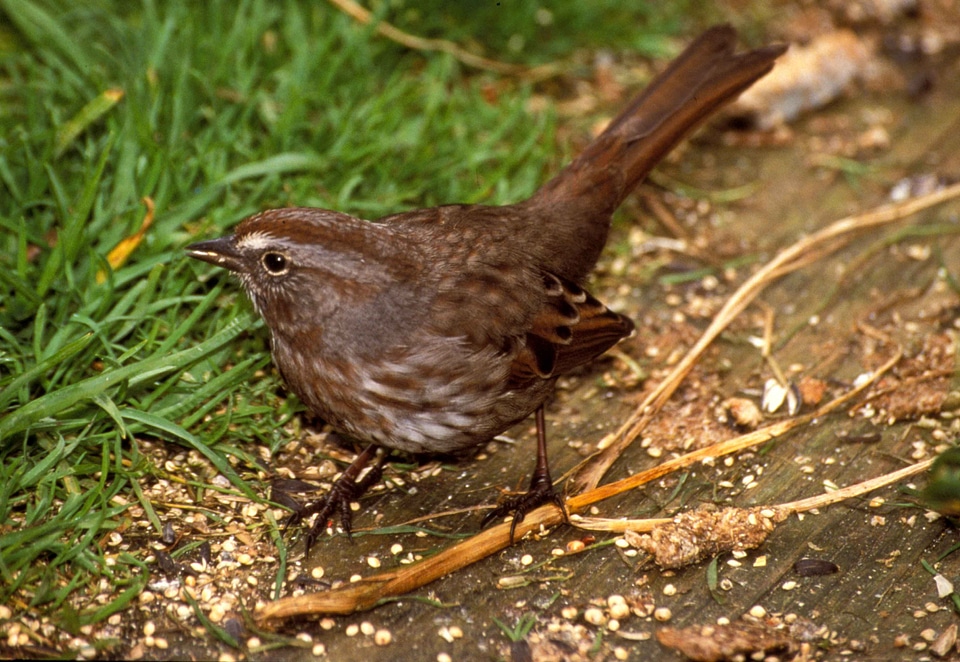 Background bird song