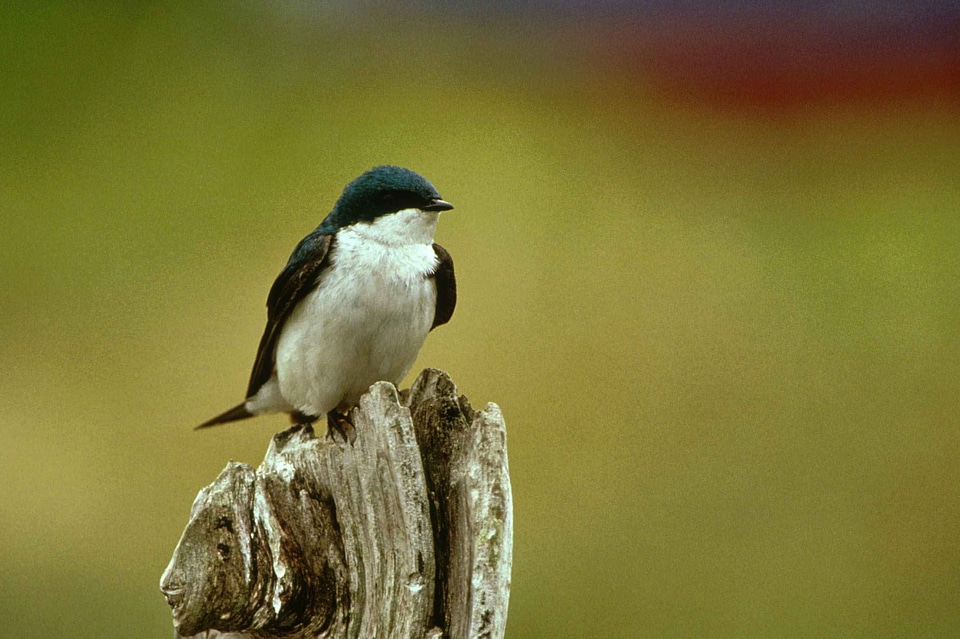 Barn Swallow little song bird