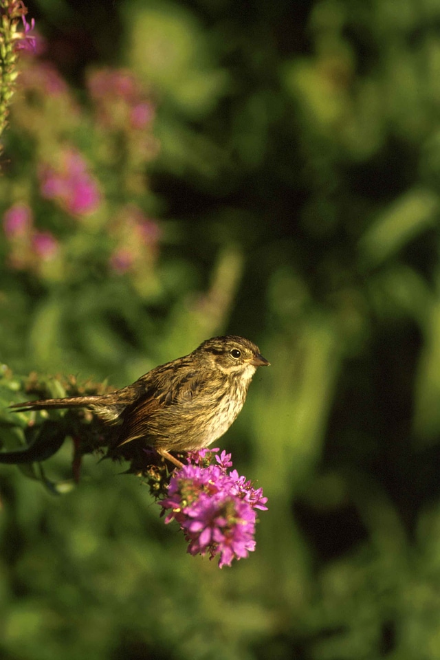 Blossom haulm marsh