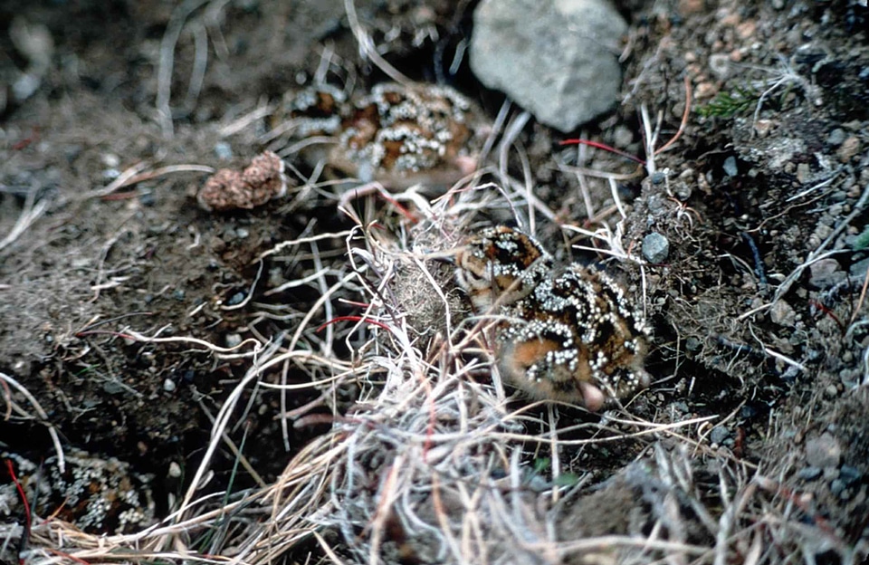 Chick nest rock photo