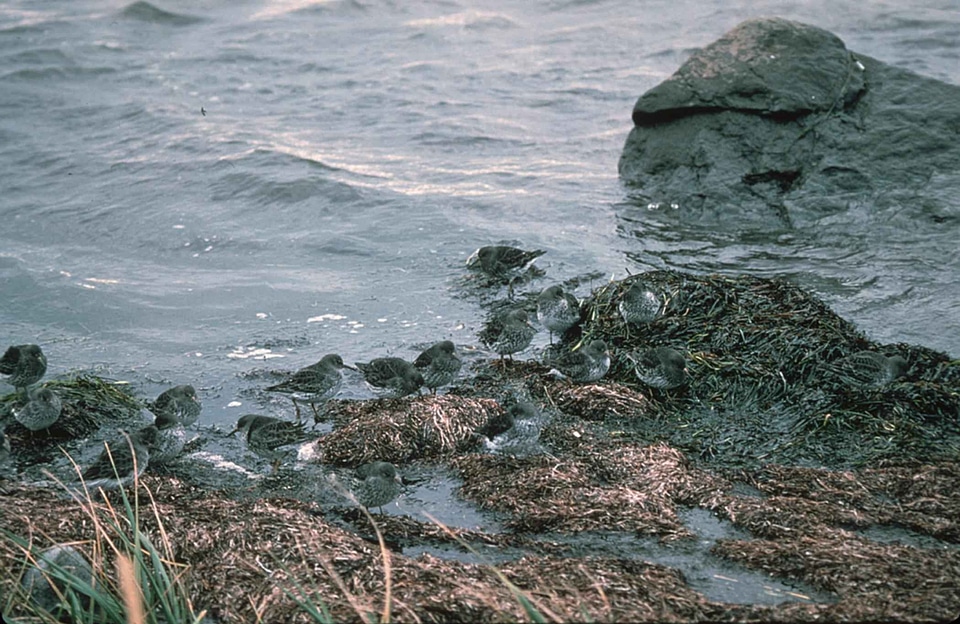 Bird rock shoreline