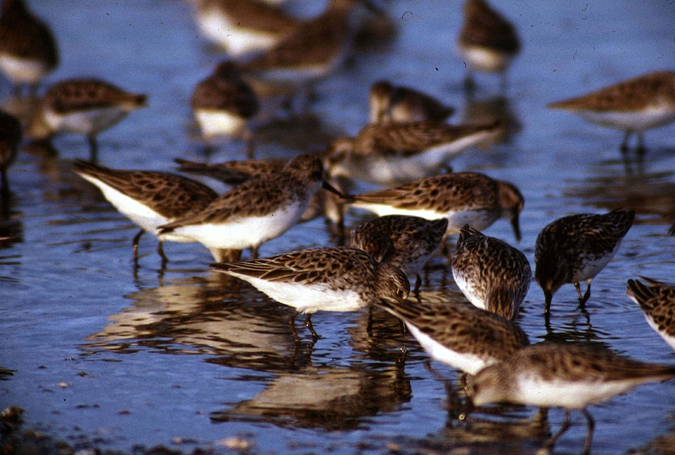 Bird flock sanderling