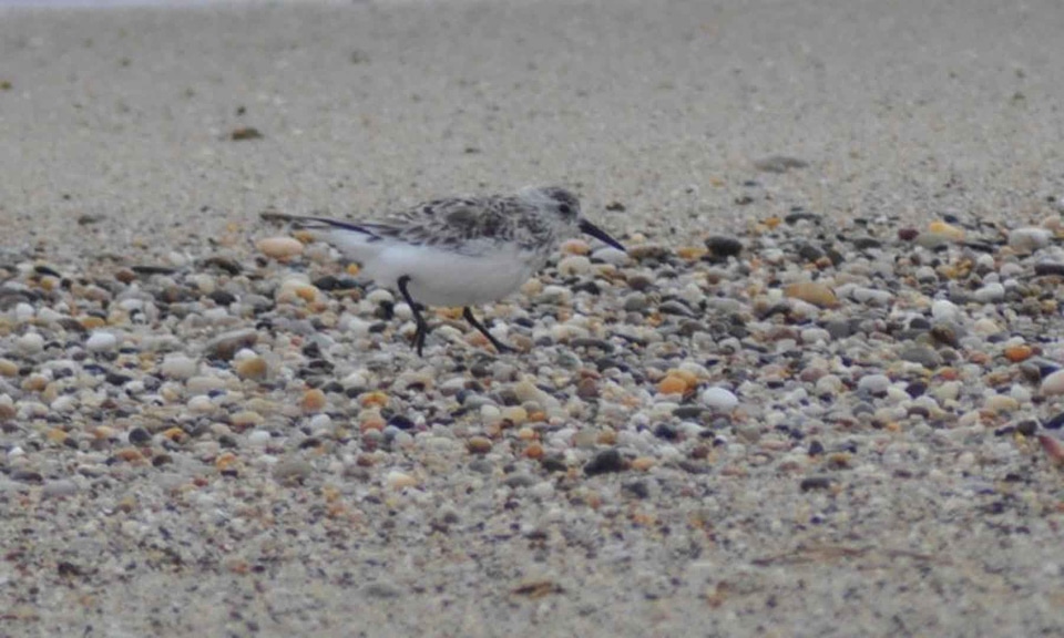 Bird bottom sanderling