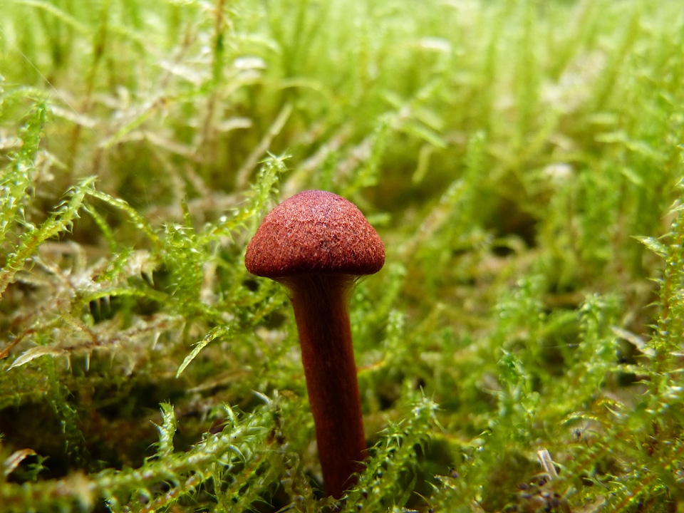 Small autumn forest