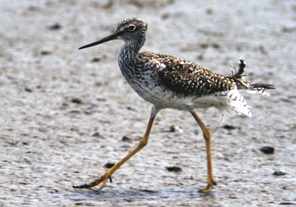 Bird Tringa flavipes Tringa melanoleuca