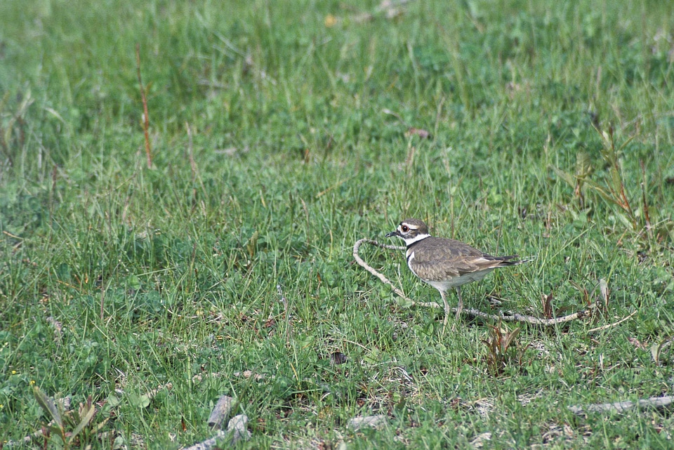 Bird Charadrius vociferus 