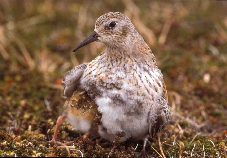 Bird Calidris minutilla chick