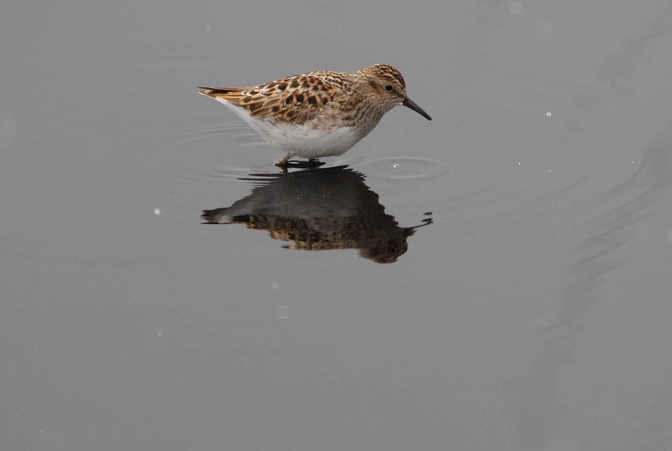 Calidris Minutilla food least photo