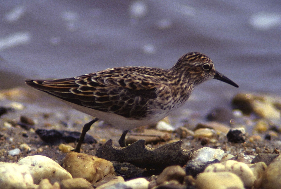 Bird Calidris minutilla least