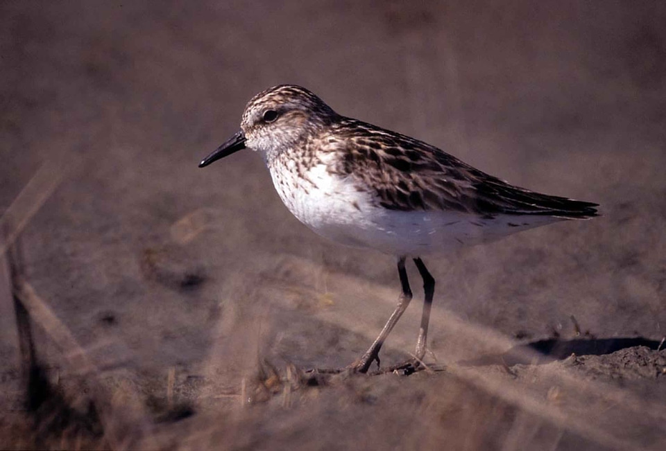 Bird sand Scolopacidae