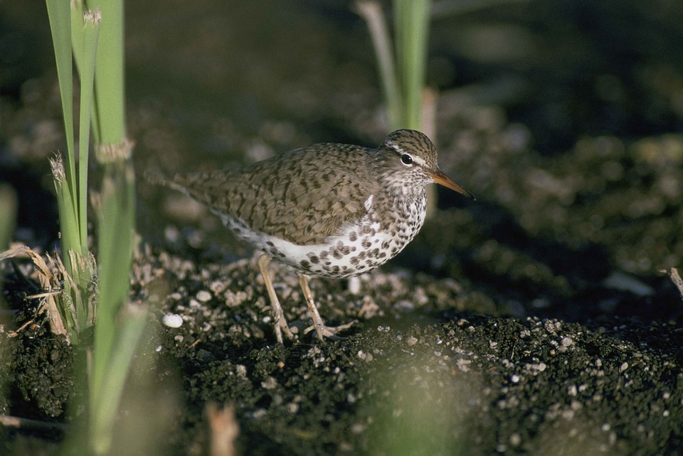Bird rocks Scolopacidae