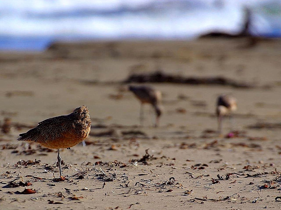 Bird piper sand