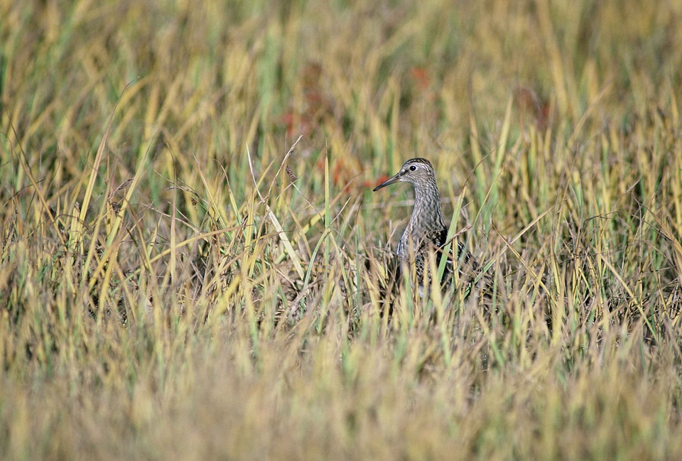 Bird grass plants Scolopacidae