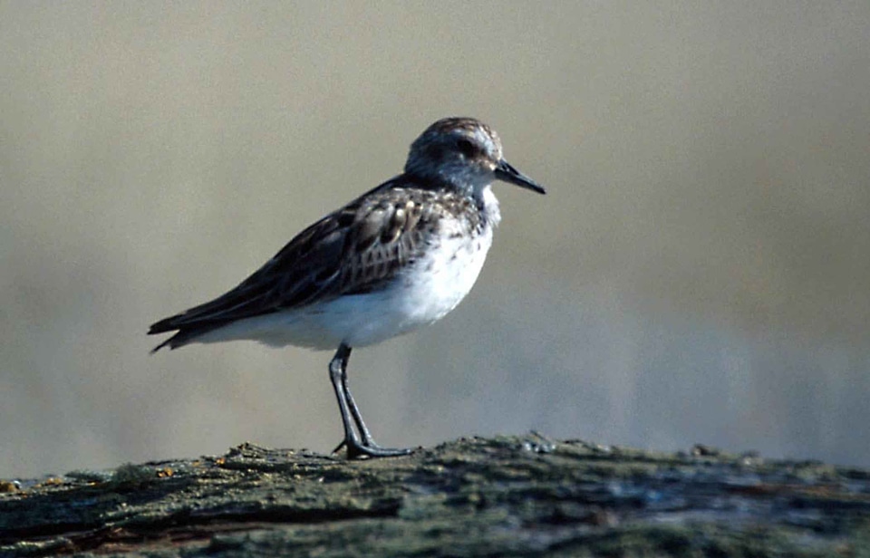 Bird Scolopacidae 