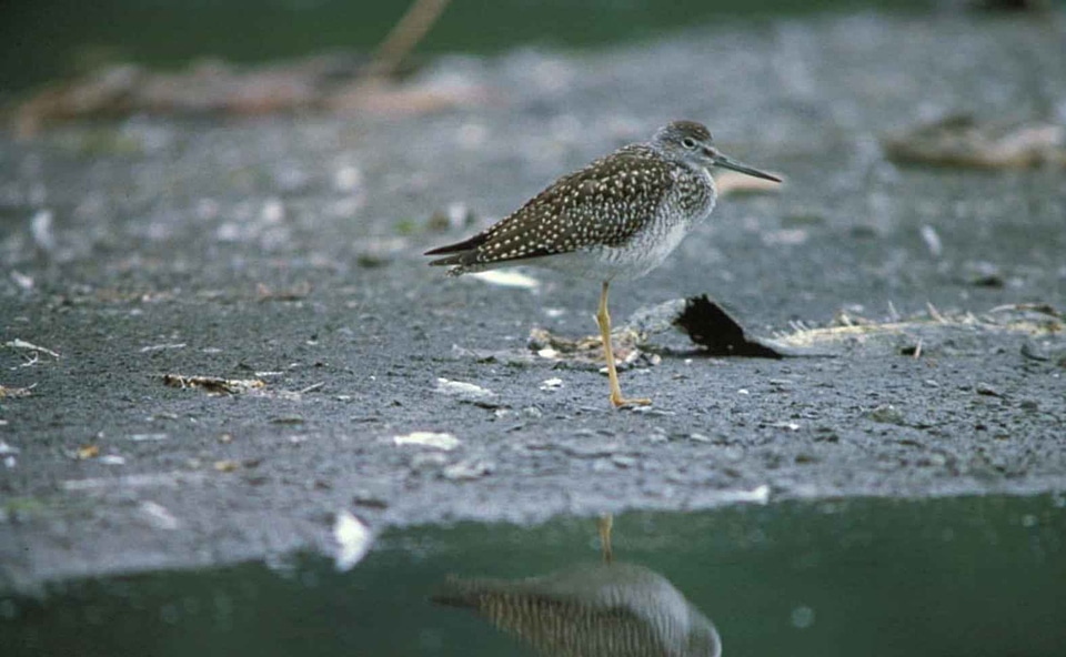Bird phylum Tringa flavipes