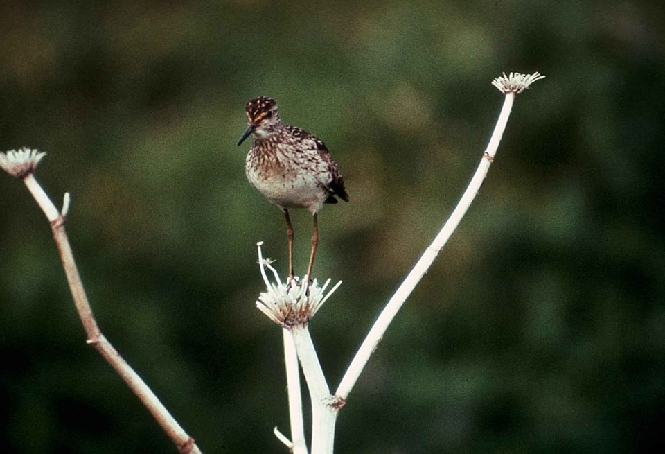 Bird little lumber