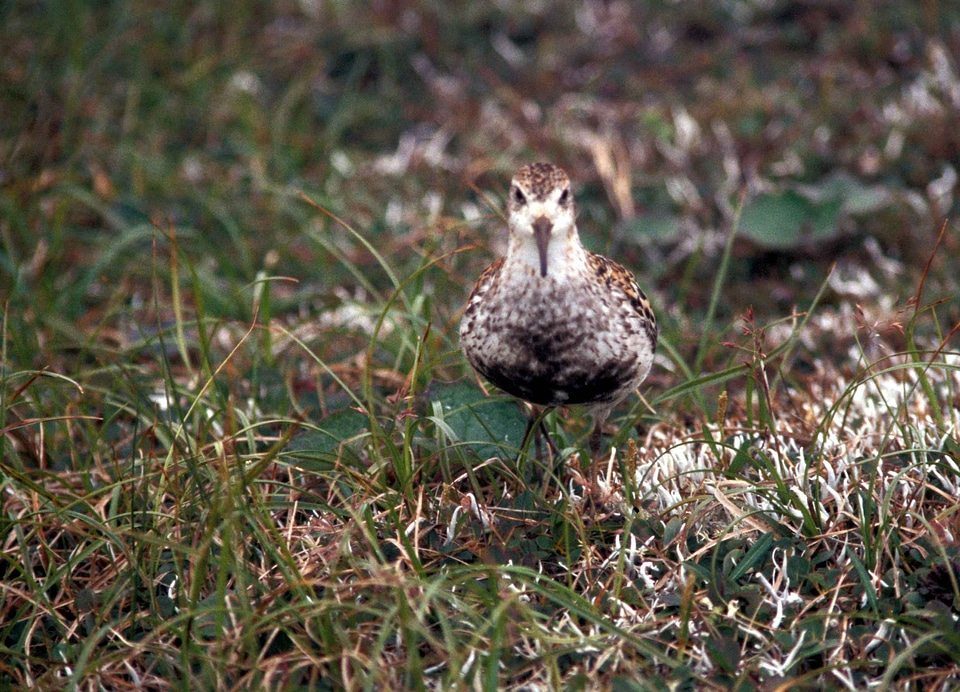 Bird close close-up