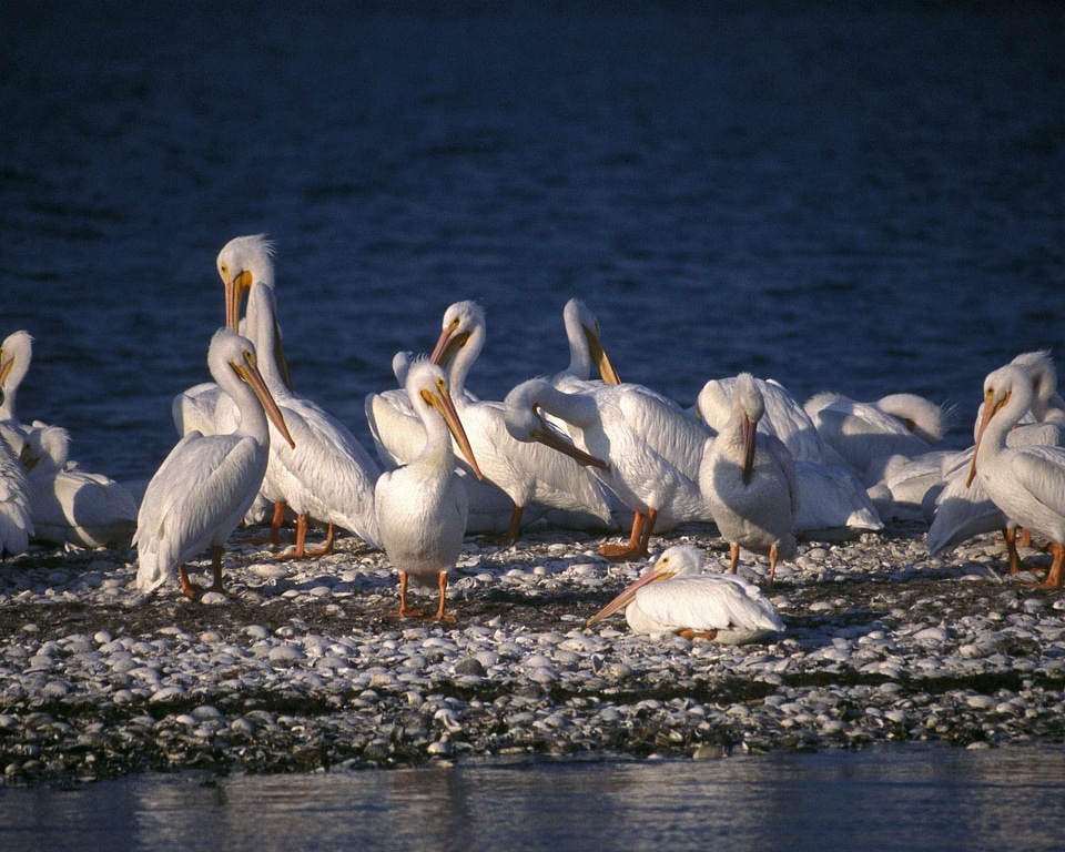 Bird group pelican