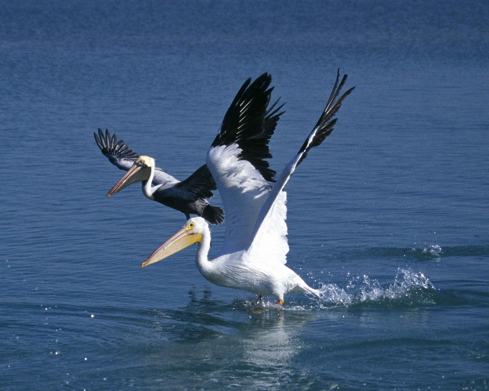 Bird pelican water
