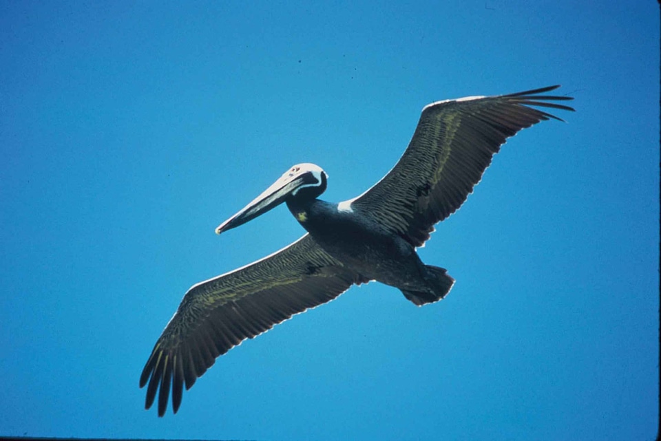 Flight pelican 