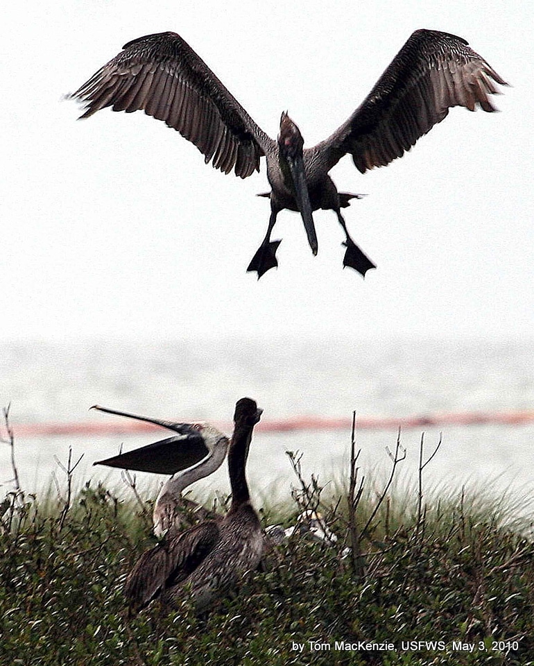 Brown domestic landing