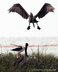 Brown domestic landing