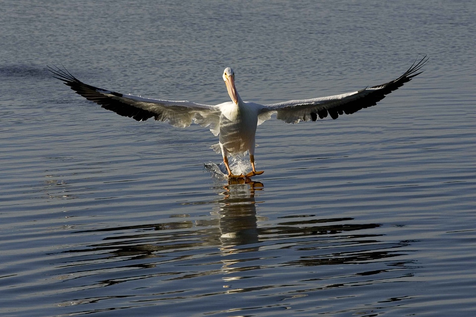 Pelican skiing water