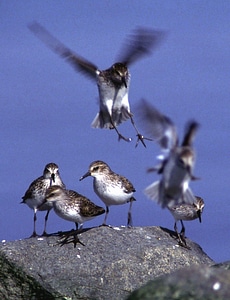 Bird Scolopacidae 