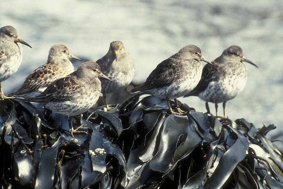 Bird flock Scolopacidae