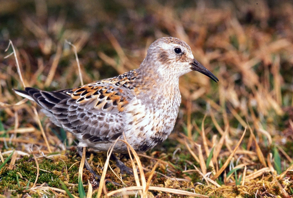 Bird female grass plants