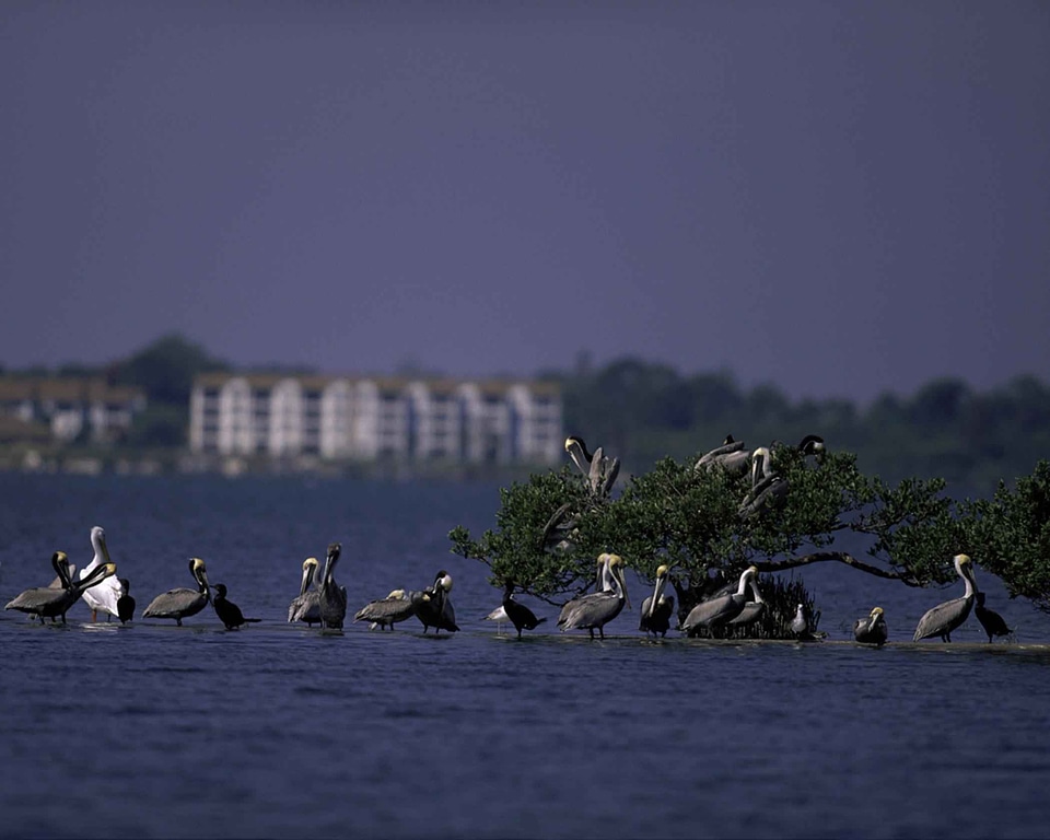 Domestic island nature