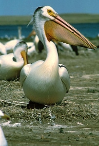 Bird definition pelican photo