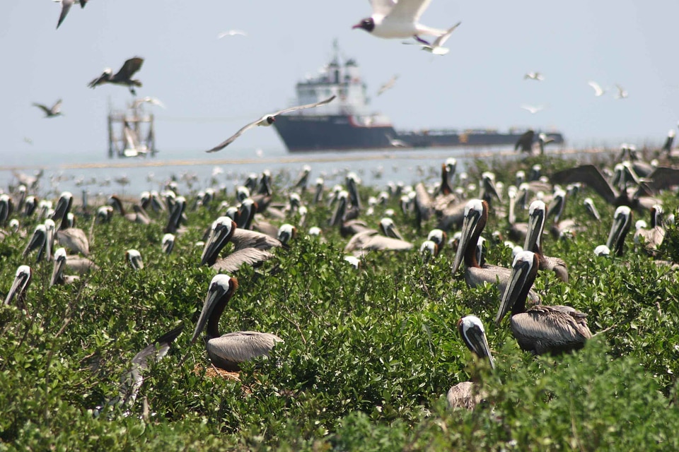 Bird flock photo