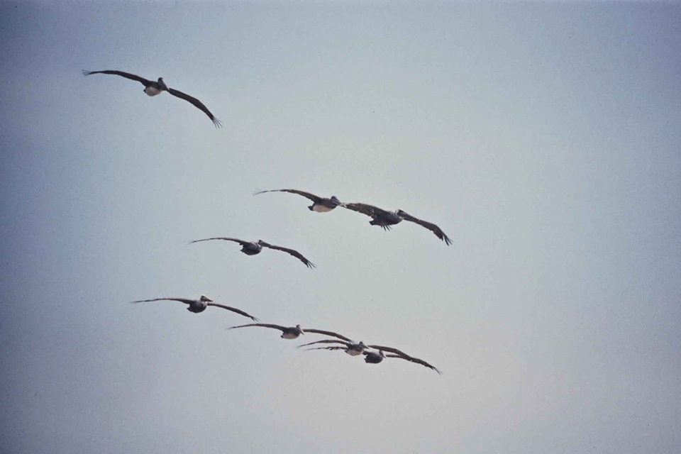 Brown eight flight