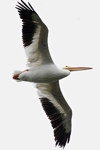 American close close-up