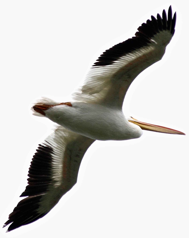 American pelican perspective