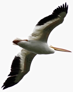 American pelican perspective photo