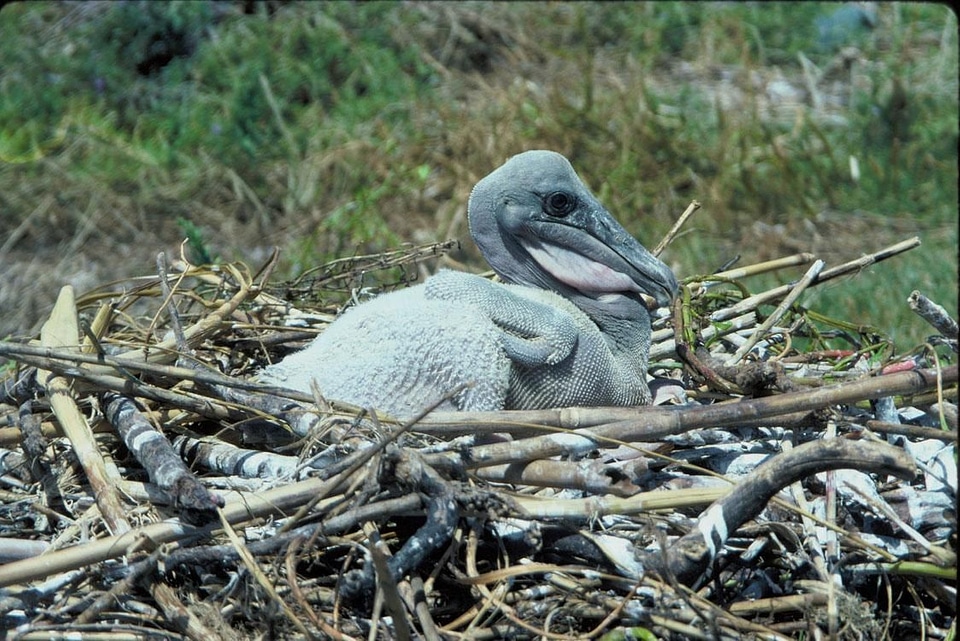 Brown chick pelican