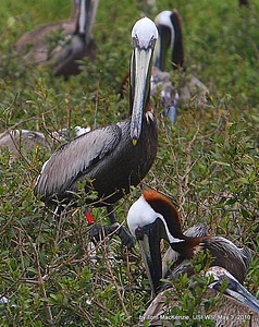 Brown pelican 
