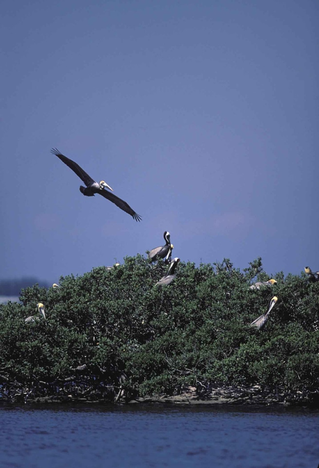 Brown flies island