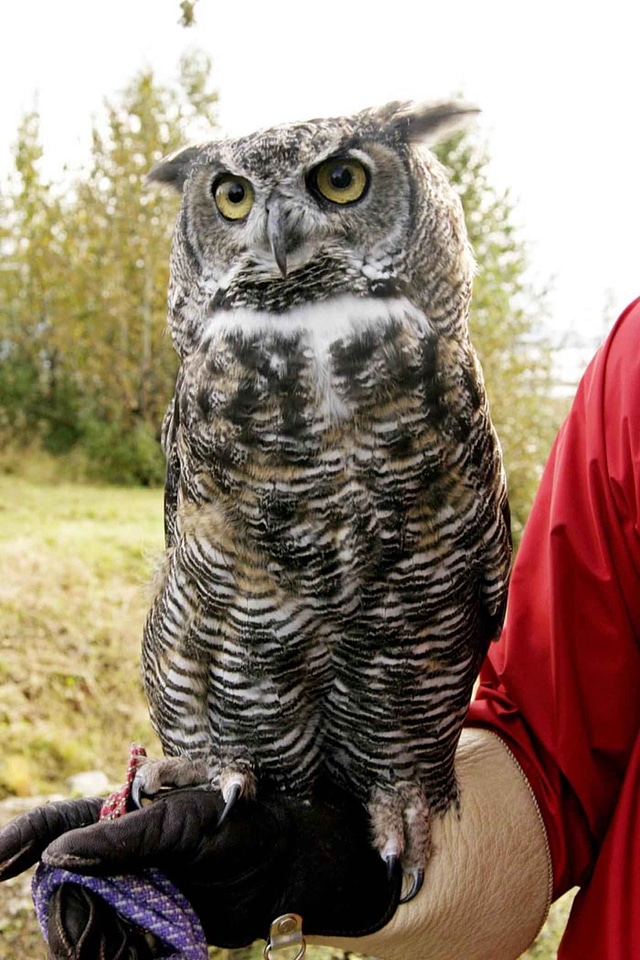 Great great horned owl horned owl