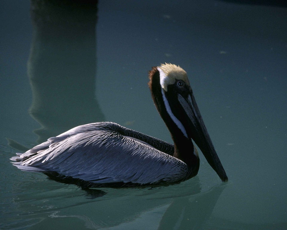 Brown pelican water