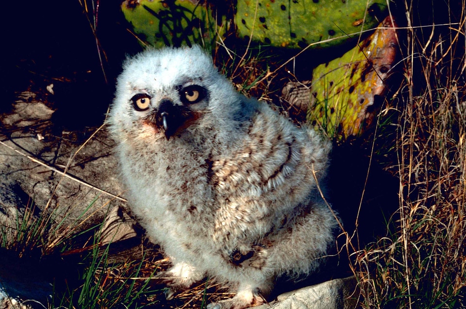 Chick great great horned owl