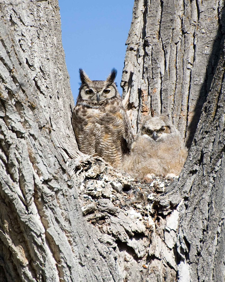 Chick great great horned owl