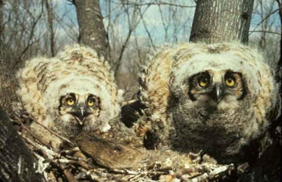 Great great horned owl horned owl