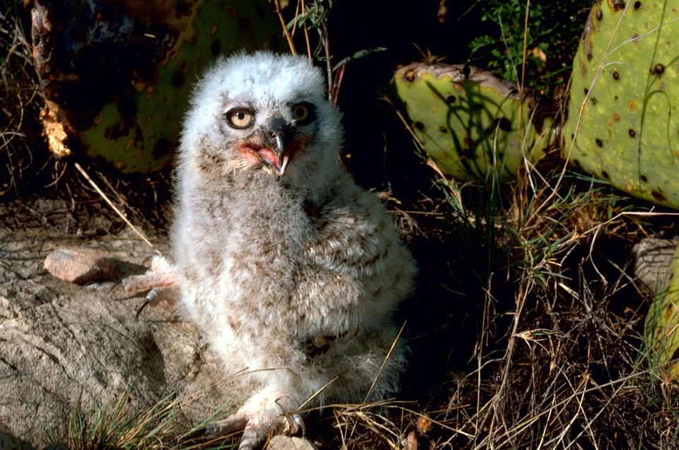 Chick great great horned owl