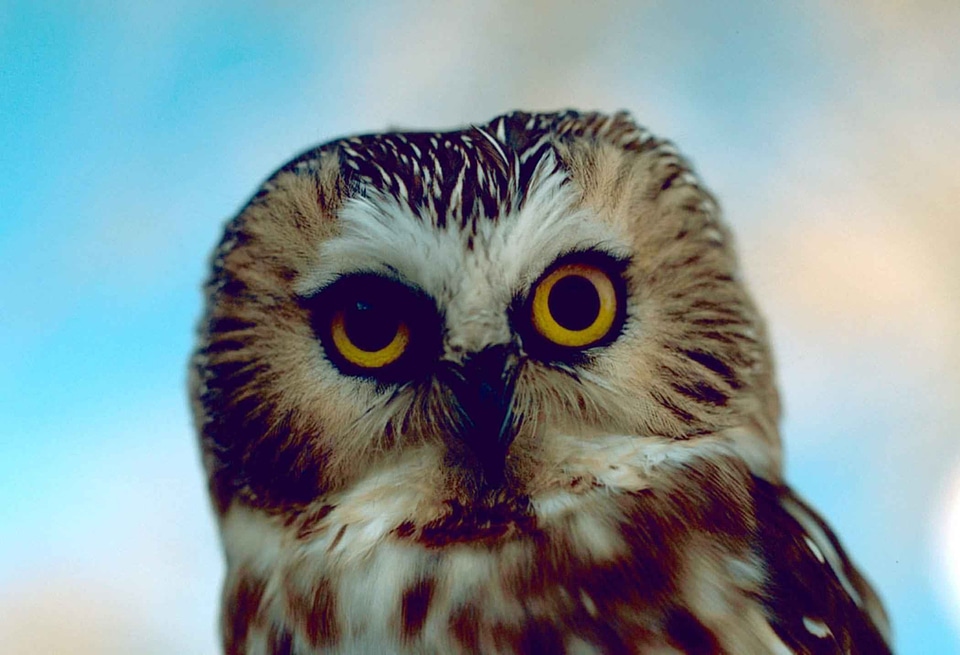 Bird  